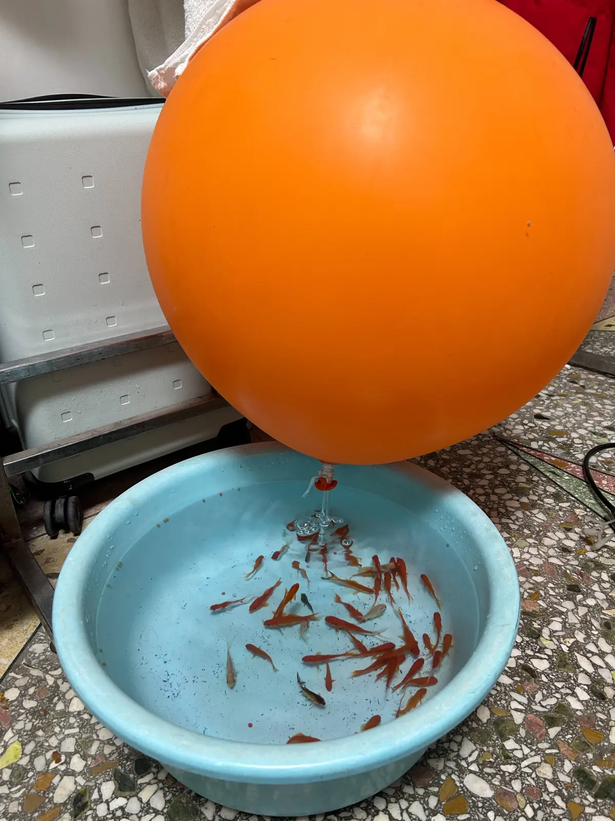 Cover Image of the Post